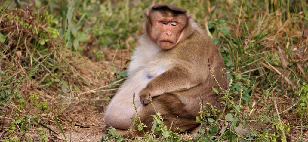 Obese Monkey